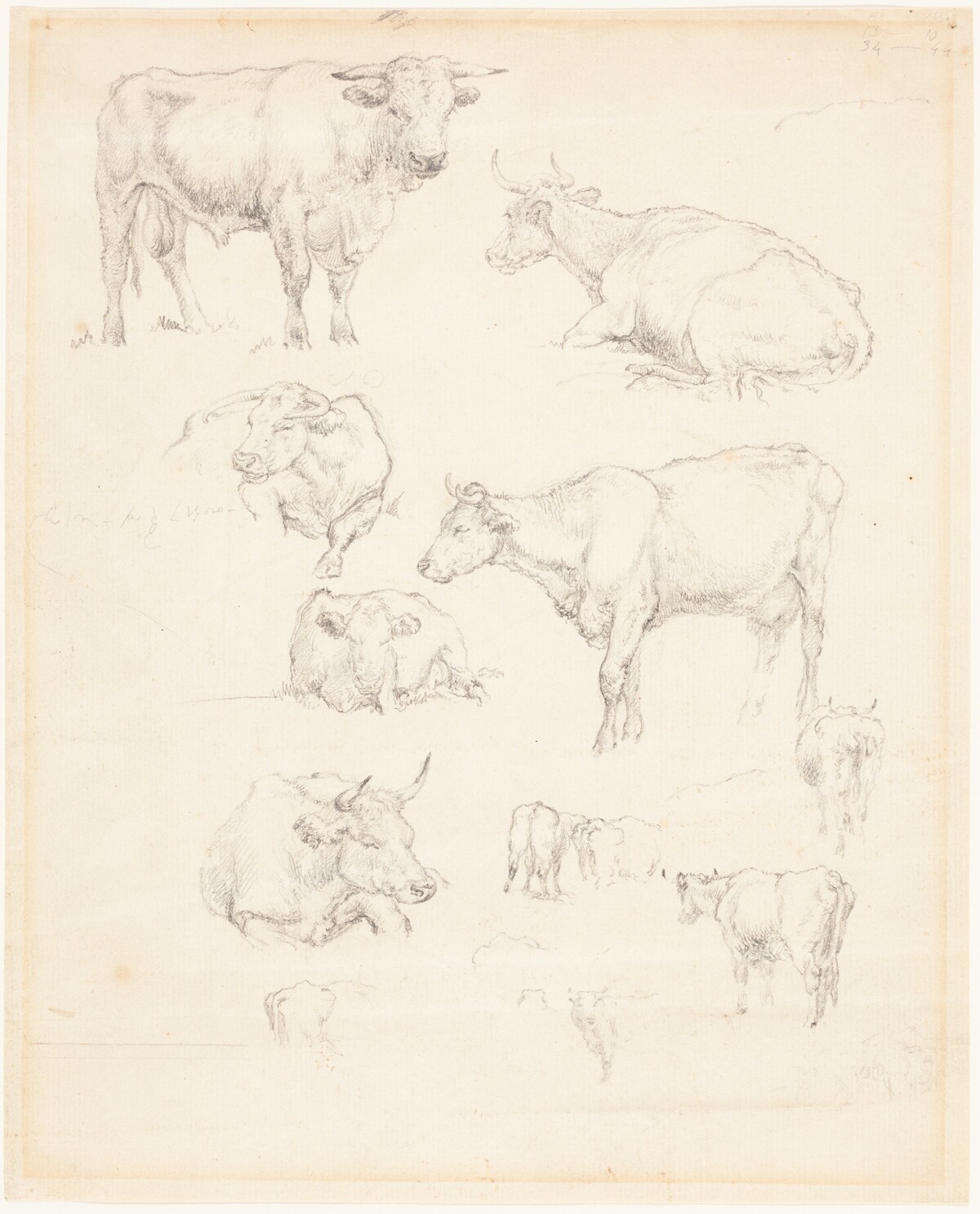 Studies of Cattle