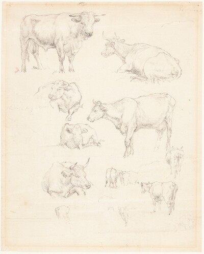 Studies of Cattle