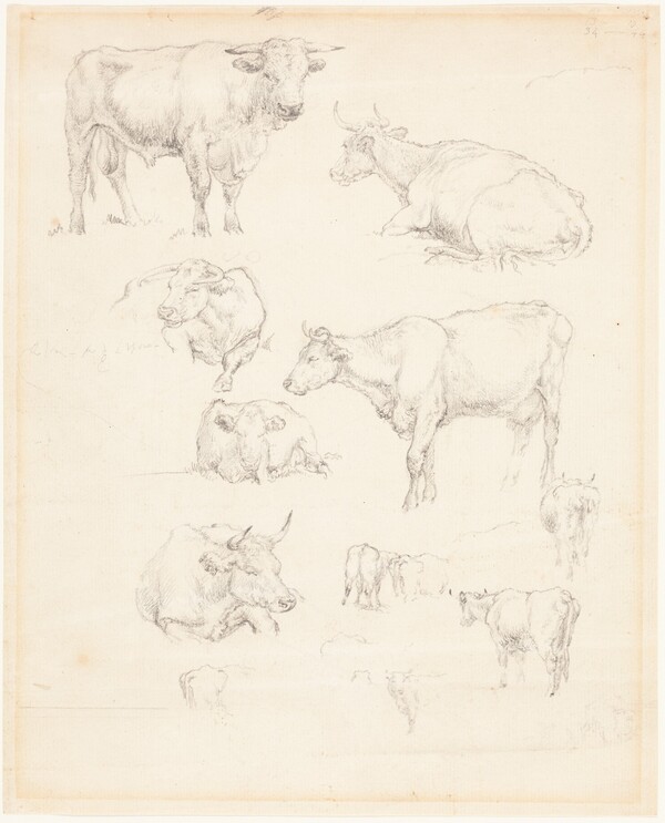 Studies of Cattle