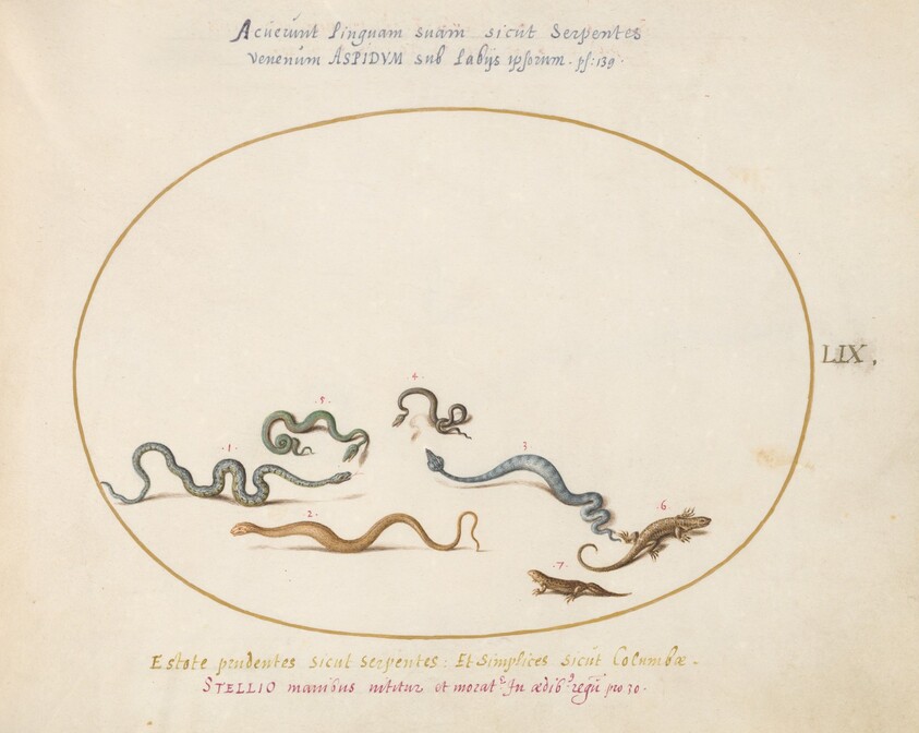 Plate 59: Snakes and a Lizard