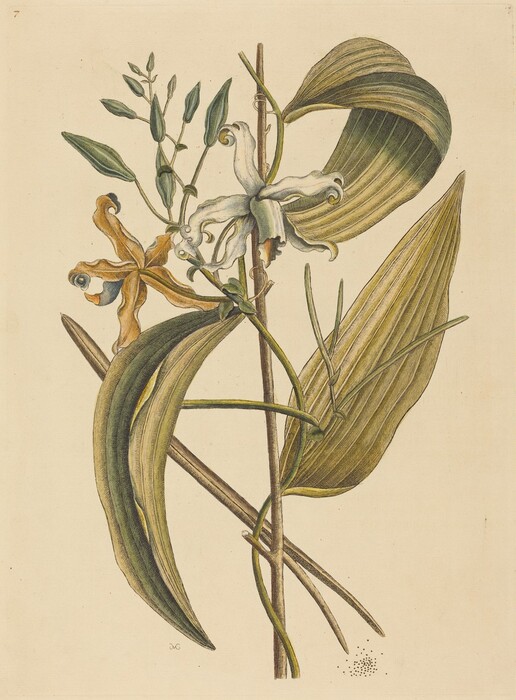 The image shows a botanical illustration of a plant with broad pointed leaves and two flowers - one white and the other golden-brown. The color palette includes shades of green for the leaves, brown for the stems, and light colors for the flowers against a cream background. The white flower is in the center with curled petals, and the golden-brown flower is to the left. The elongated leaves fan out in different directions.
