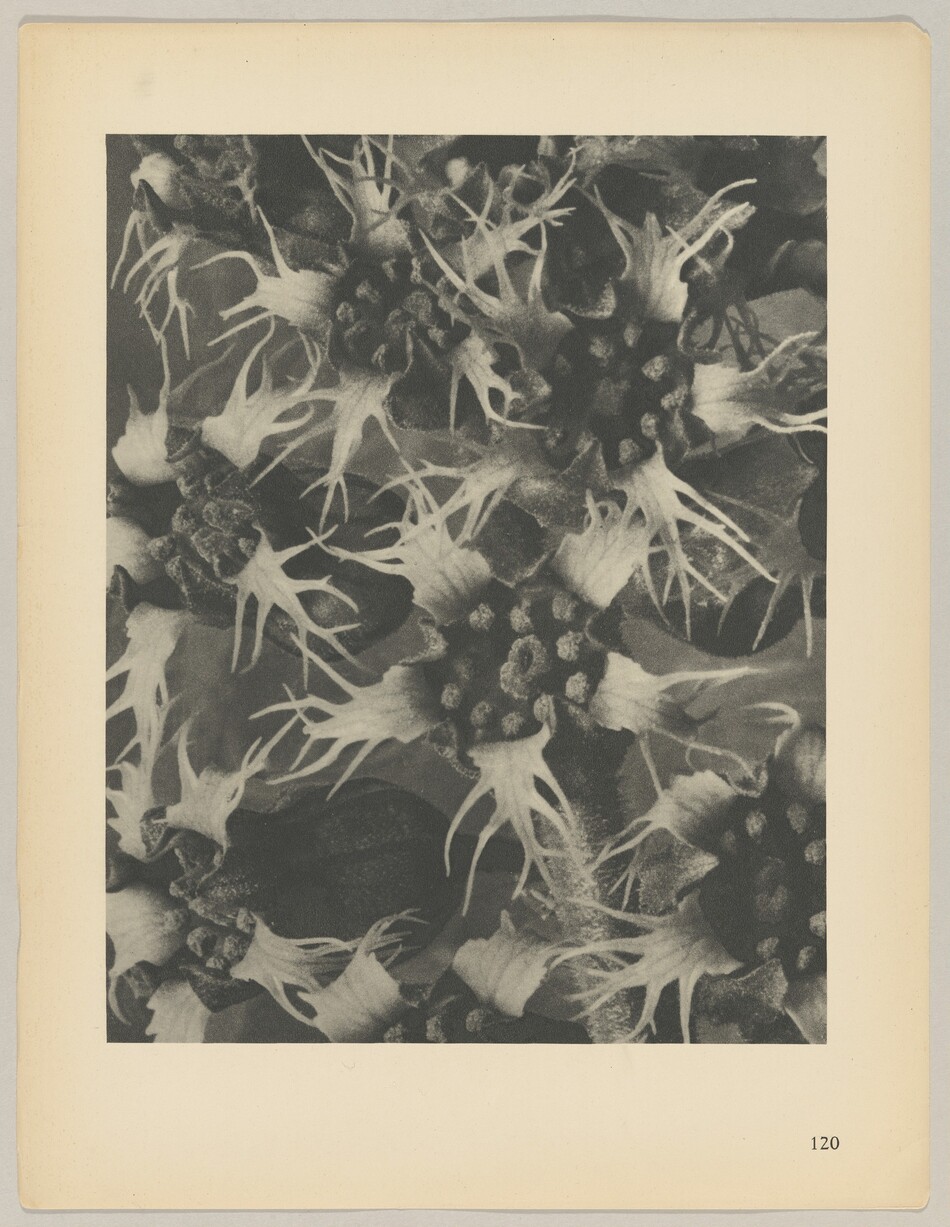 The image displays a detailed arrangement of sharp, spiky shapes interweaving throughout the composition. This abstract pattern resembles clusters of marine life, such as sea anemones or star-like coral formations. The lines and forms hint at a natural order, reminiscent of textures found in a biological or oceanic environment.