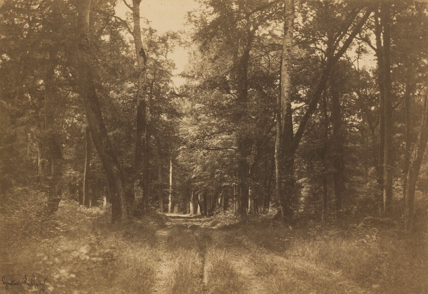 Bas-Bréau, Forest of Fontainebleau