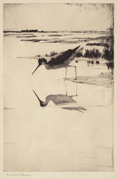 Lone Yellowlegs