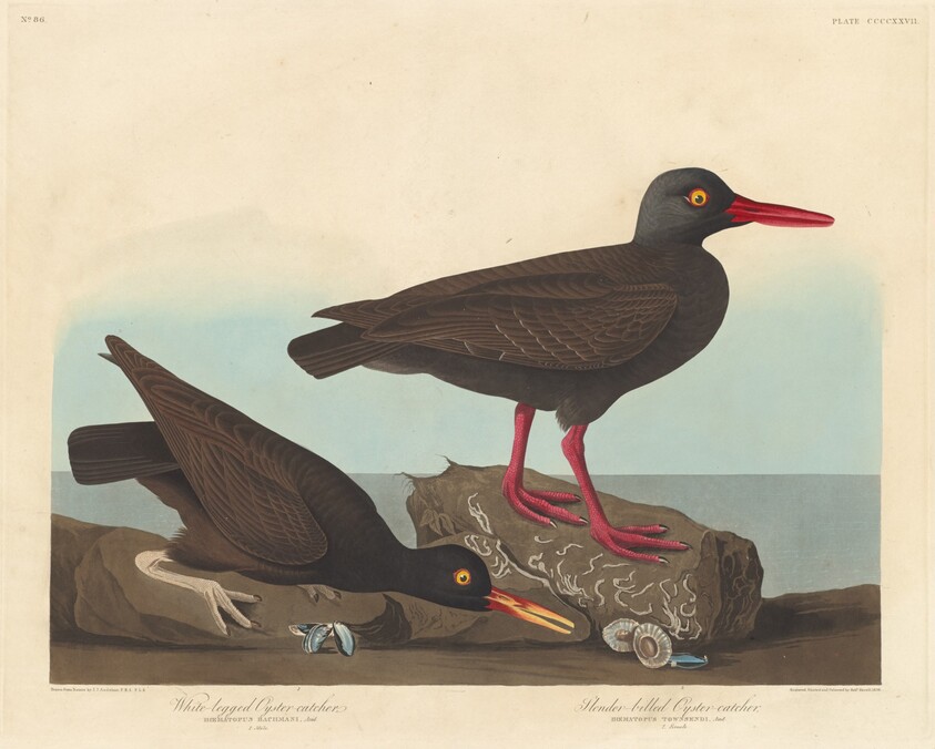 White-Legged Oyster-Catcher and Slender-Billed Oyster-Catcher