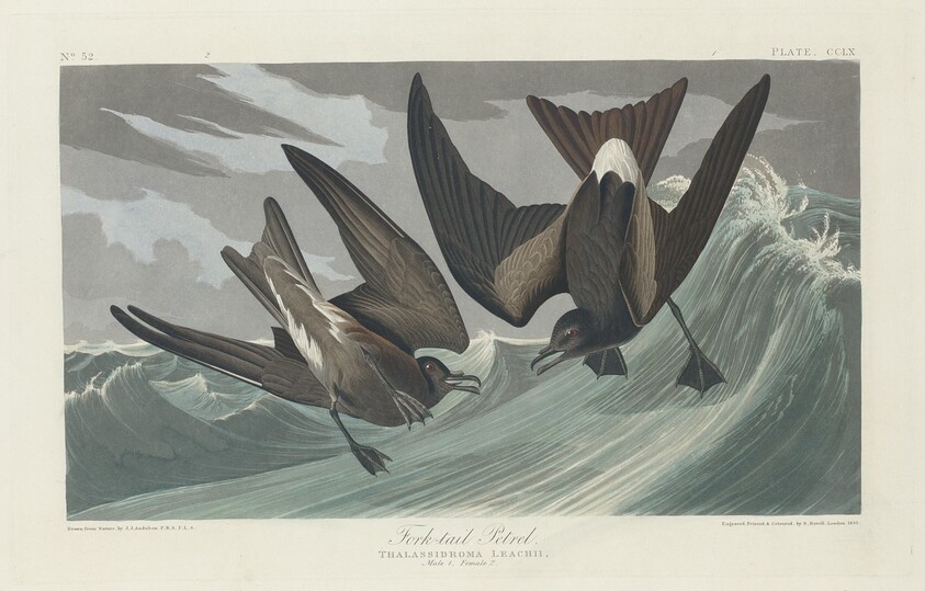 Fork-tailed Petrel