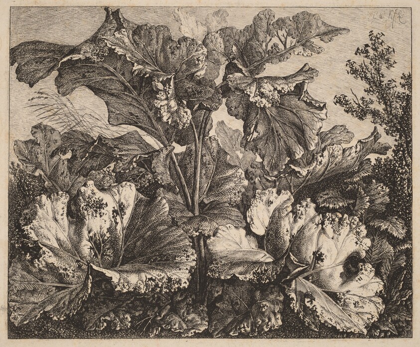 Small Plant Study: a Burdock, Delicate Tufts of Grass at Left