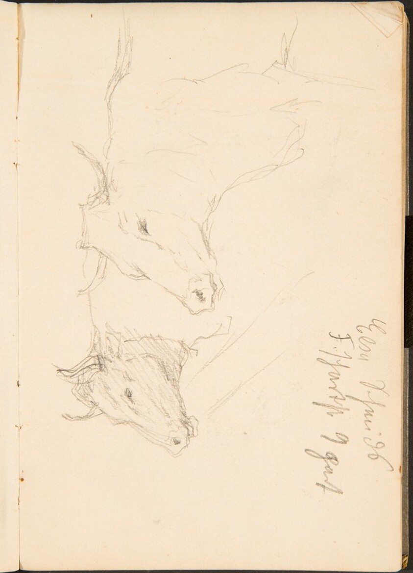 Zwei Studien eines Ochsenkopfes, Notizen  (Two Studies of a Bullock's Head, Notation) [p. 9]