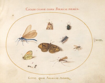 Plate 18: Two Butterflies and a Moth with a Damselfly, Two Ants, and Four Other Insects, Joris Hoefnagel, c.1575/1590s