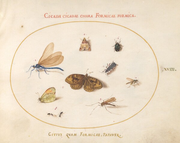 Plate 18: Two Butterflies and a Moth with a Damselfly, Two Ants, and Four Other Insects