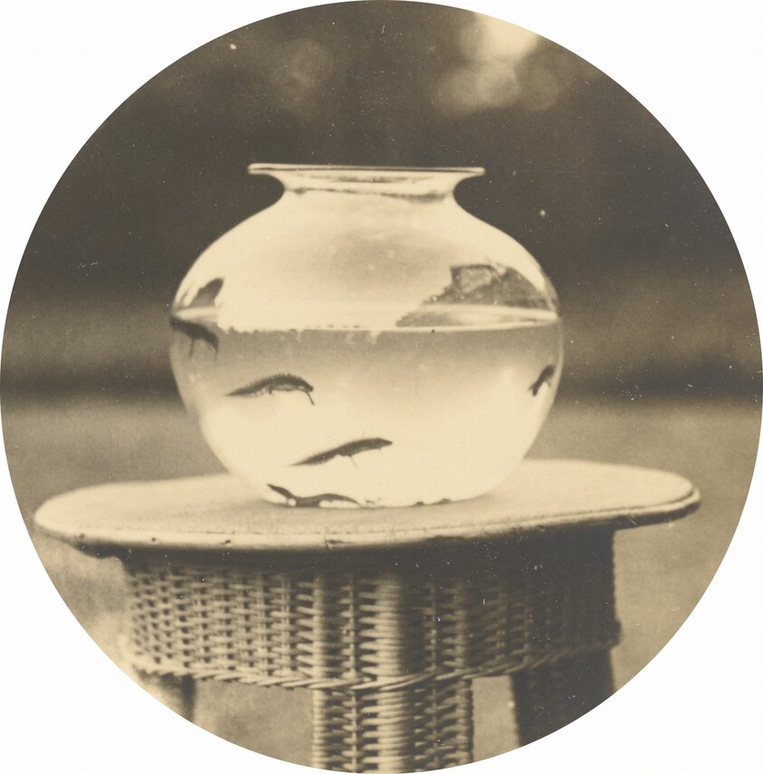 Untitled (Fishbowl)