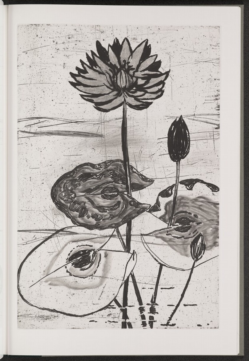 Blue Egyptian Water Lily