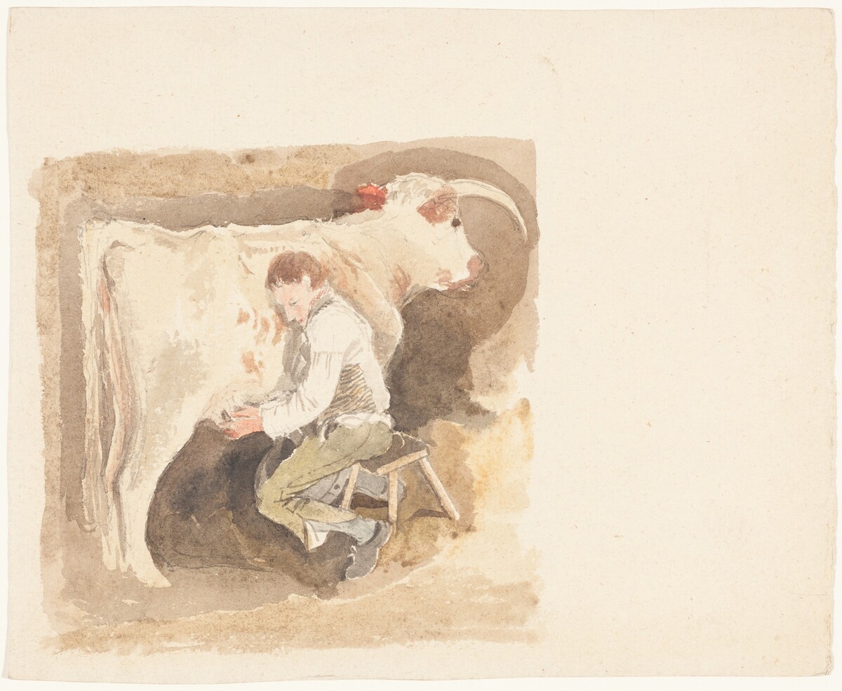 Boy Milking Cow