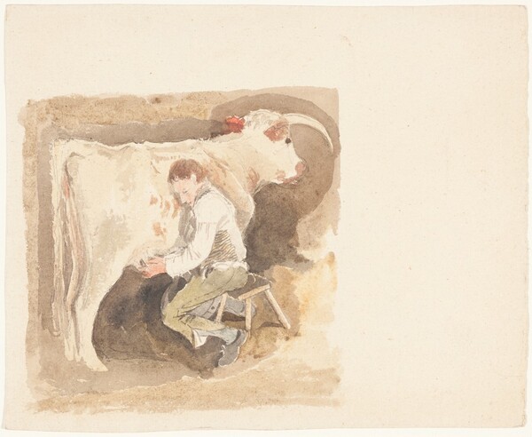 Boy Milking Cow