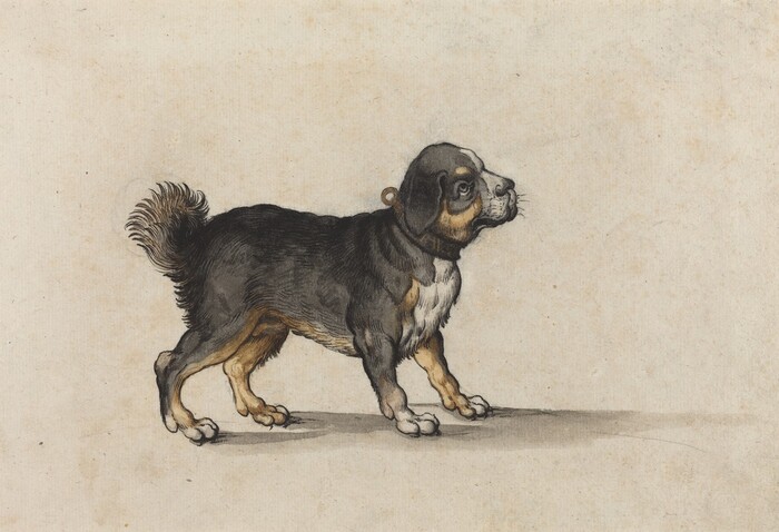 This is a drawing of a small dog standing alert. The dog has a compact body, a short and curved tail, and prominent facial features including a defined snout and attentive eyes. Its fur is multi-colored with shades of black, brown, and white, and it has ears that hang down naturally. The dog is wearing a collar around its neck. The background is simple and unobtrusive.