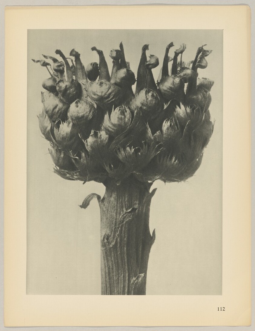 Centaurea macrocephala