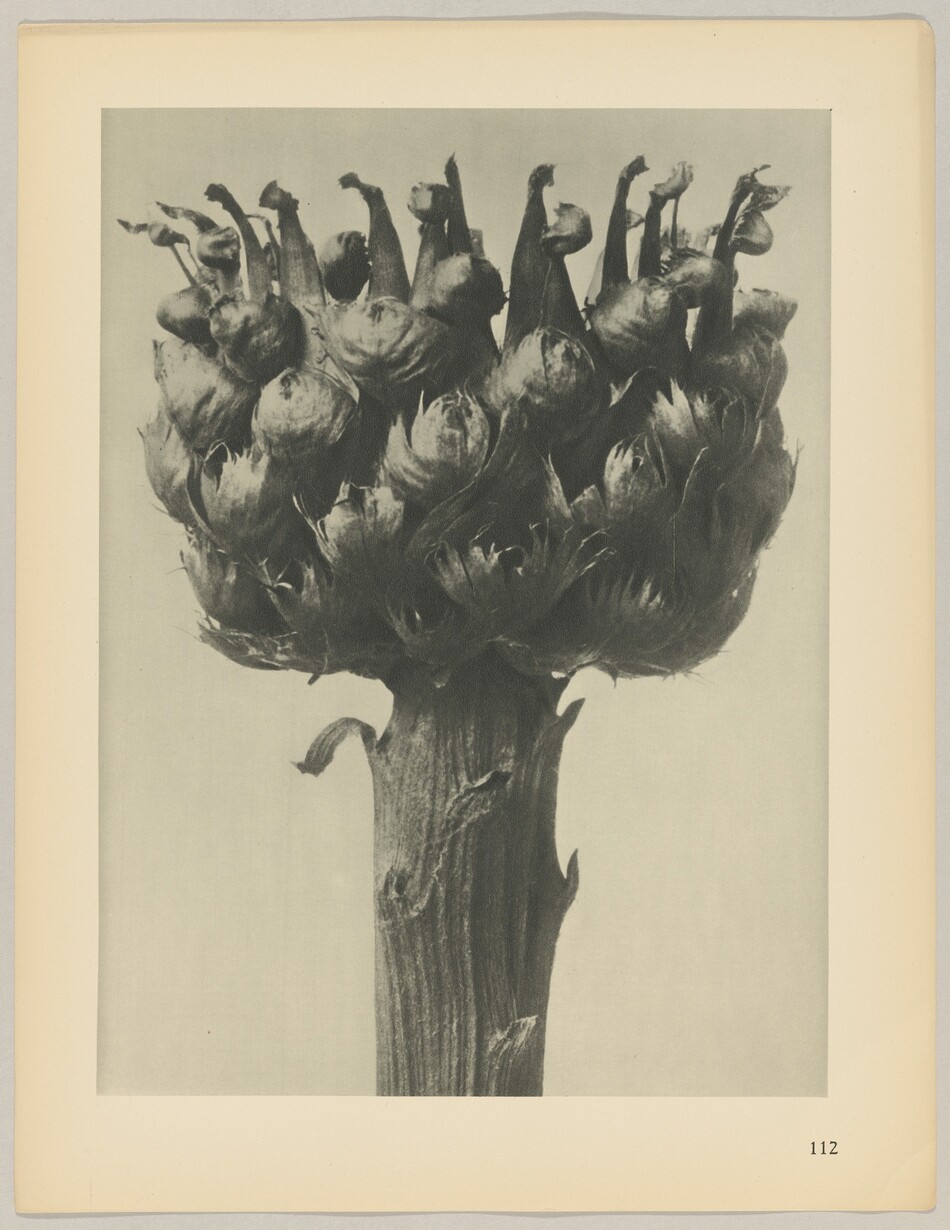The image features a black and white photograph of a complex, detailed structure resembling a dried flower or seed pod on a textured stem. The object is positioned centrally in the frame, with the bulbous top dominating the upper part of the image and the stem extending downward through the middle.