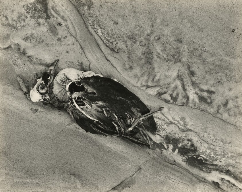 Sea Fowl and Rock, Point Reyes