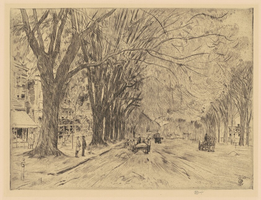 Easthampton Elm in May