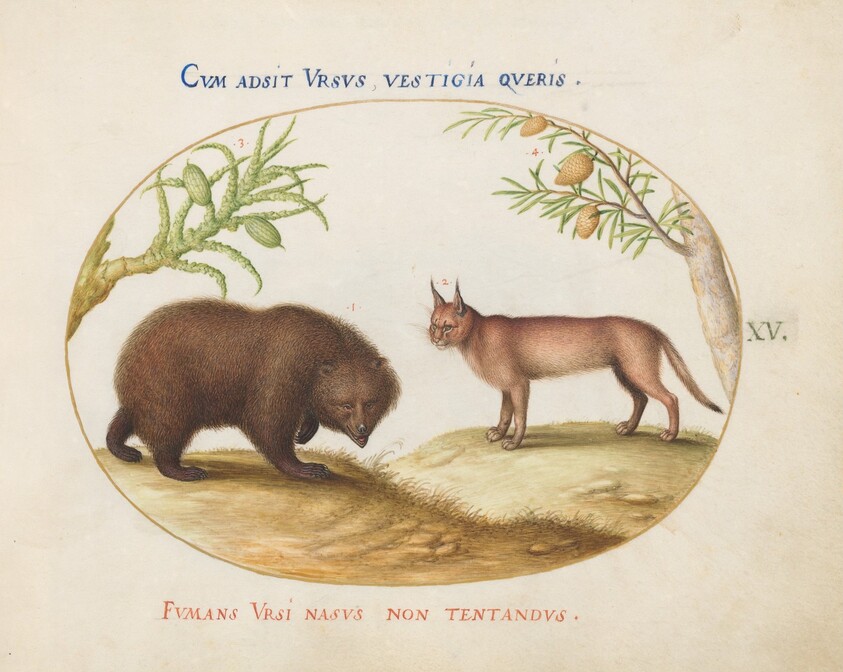 Plate 15: A Bear and a Lynx(?)