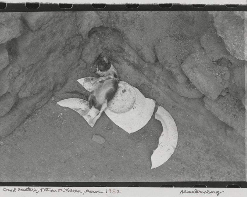 Dead creature, Xauen, Morocco 1957.