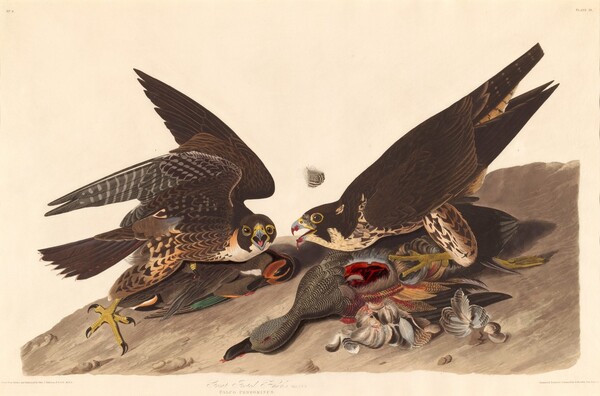 Great Footed Hawk