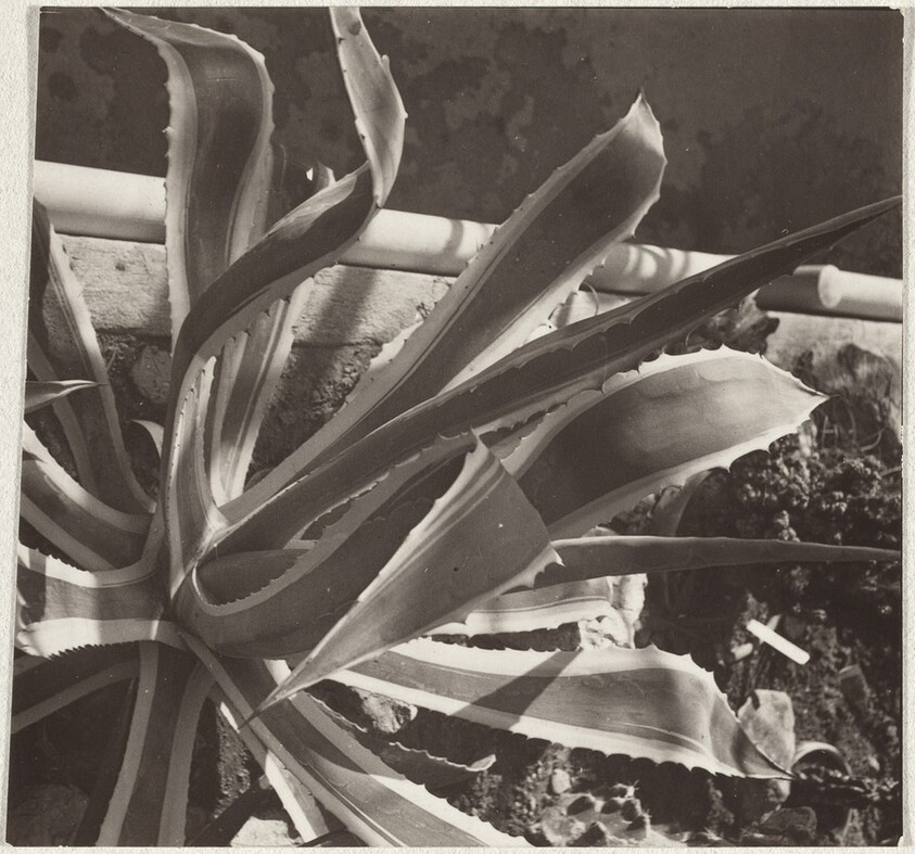 Cactus, Zurich Botanic Garden