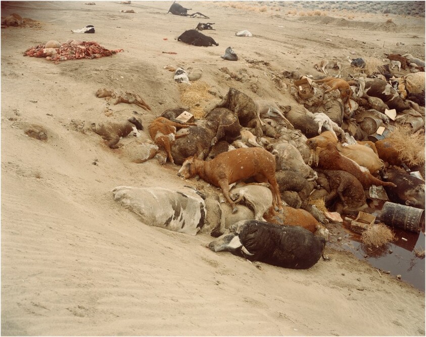 Dead Animals #1, Nevada