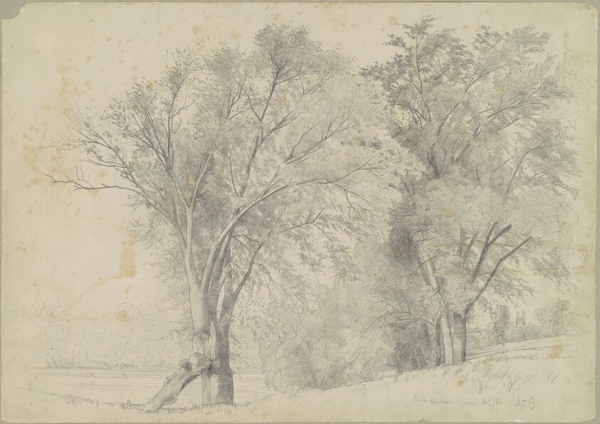 Elms, Hudson