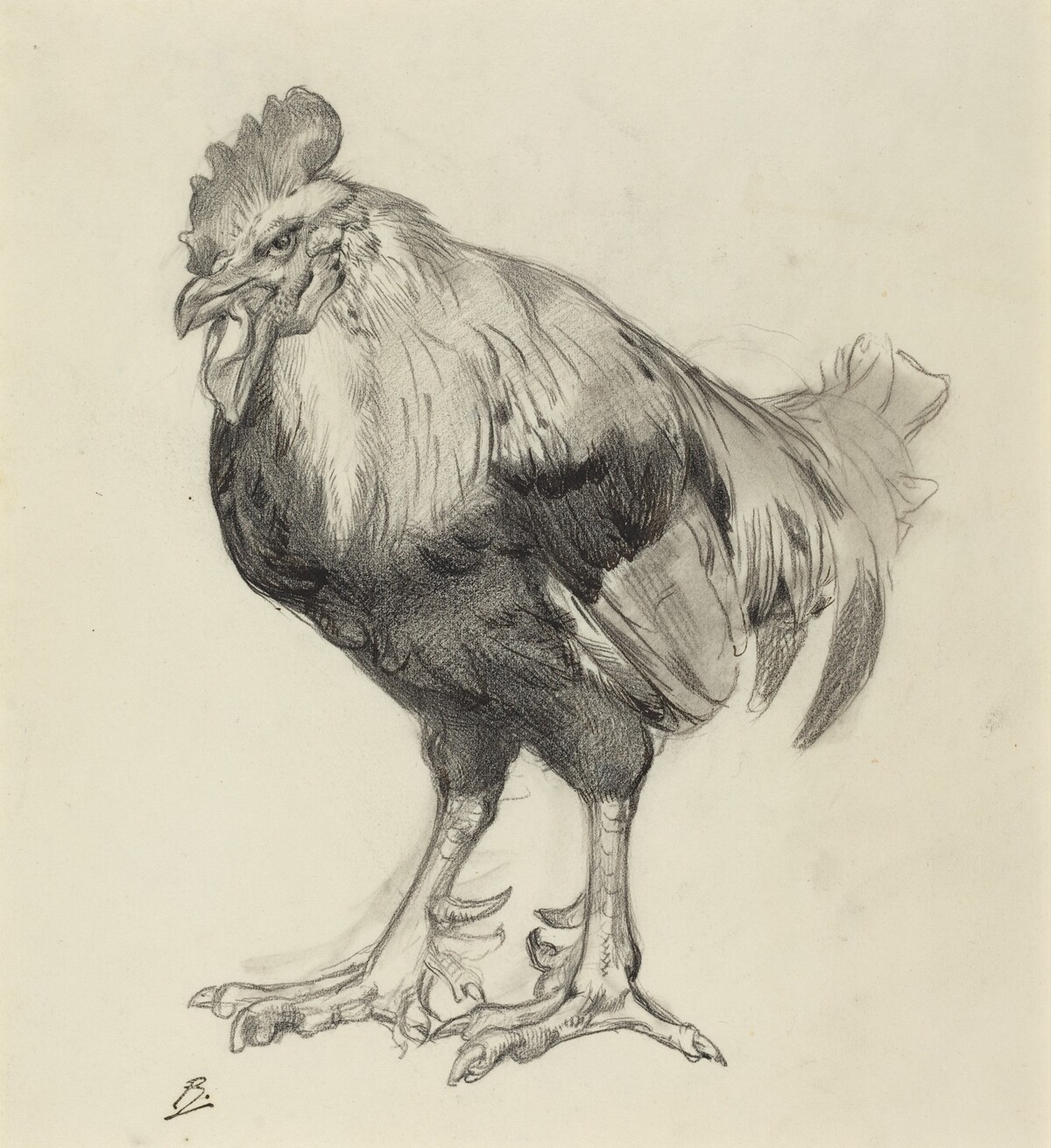 The Old Cock