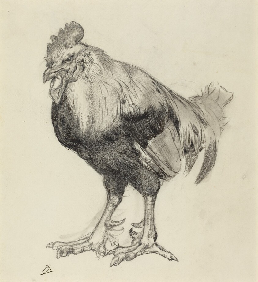 The Old Cock