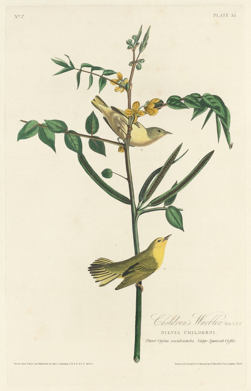 Children's Warbler