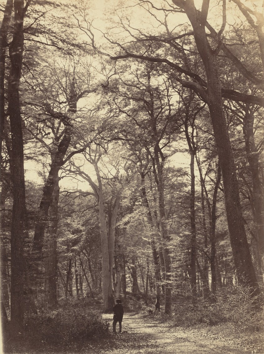 Forest Scene