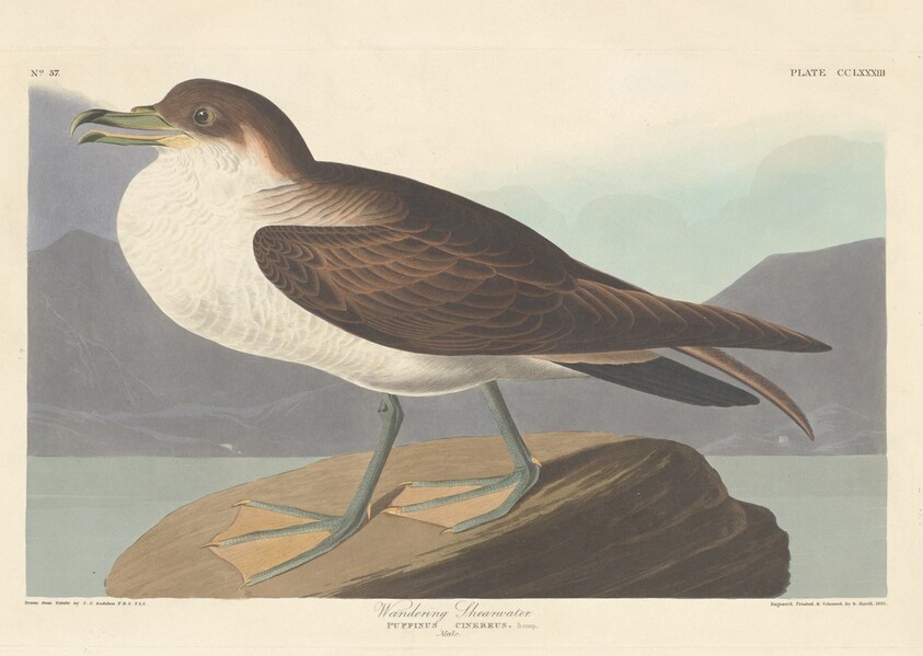 Wandering Shearwater