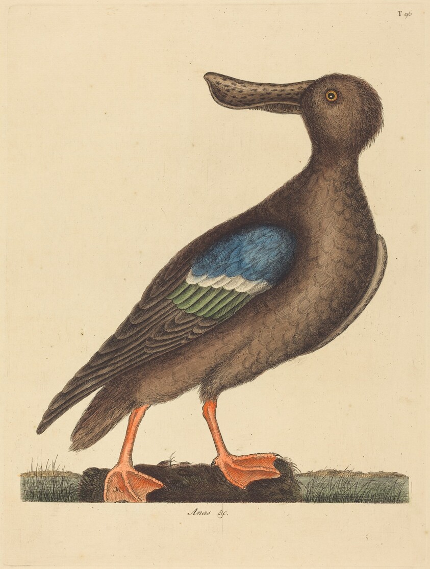 The Blue Winged Shoveler (Anas clypeata foemina)