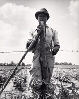 Black sharecropper with twenty acres. He receives eight cents a day for hoeing cotton. Brazos riverbottoms, near Bryan, Texas, Dorothea Lange, June 1938, printed c. 1950