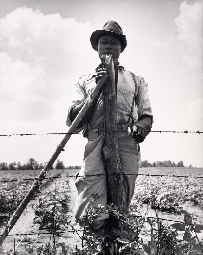 Black sharecropper with twenty acres. He receives eight cents a day for hoeing cotton. Brazos riverbottoms, near Bryan, Texas
