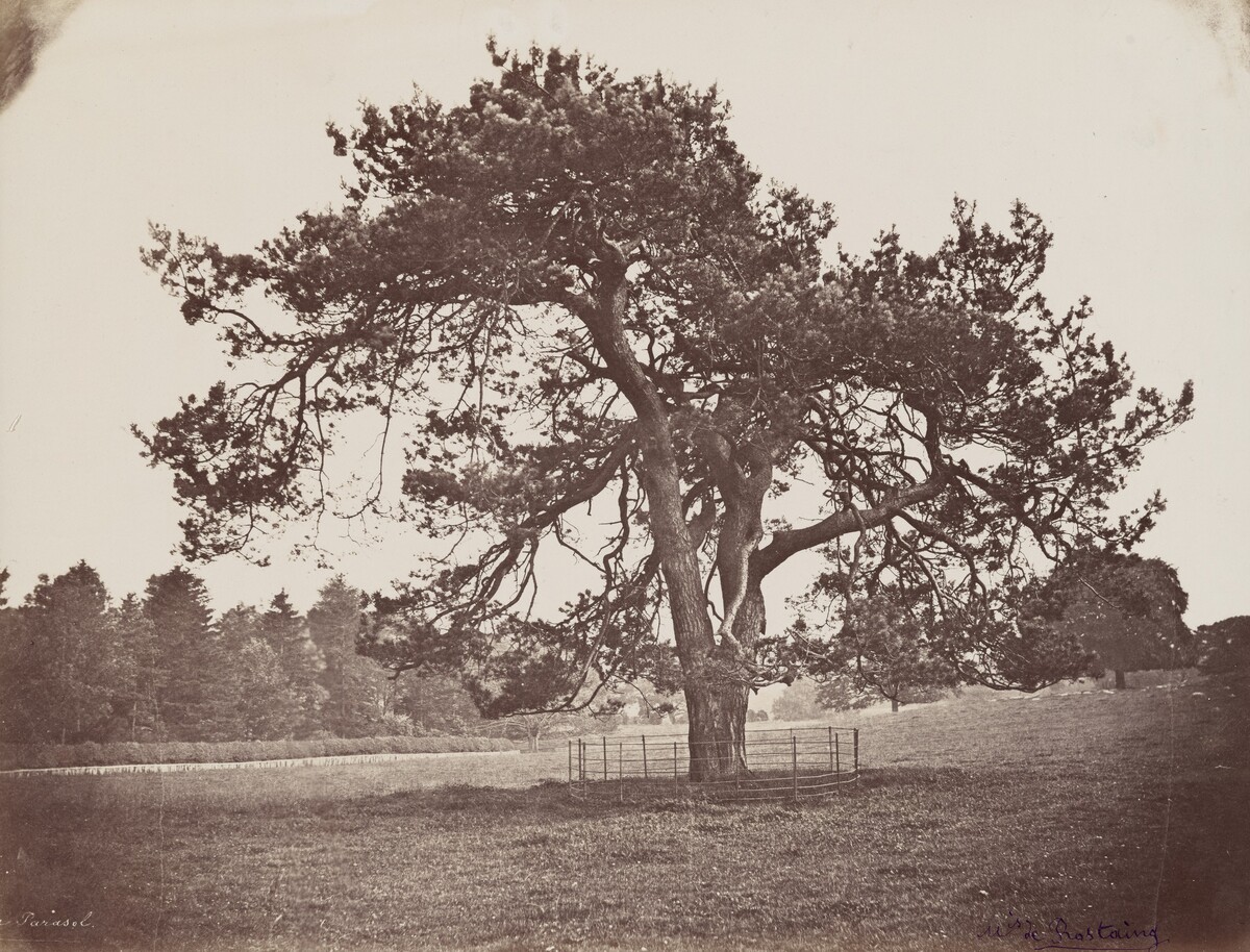 Parc de Hamilton Palace (Parasol Pine)
