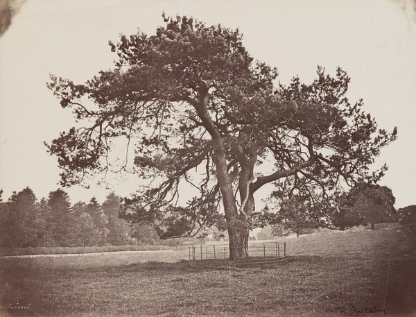 Parc de Hamilton Palace (Parasol Pine)