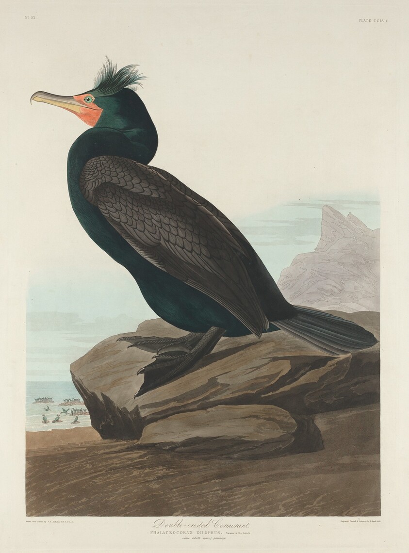 Double-crested Cormorant
