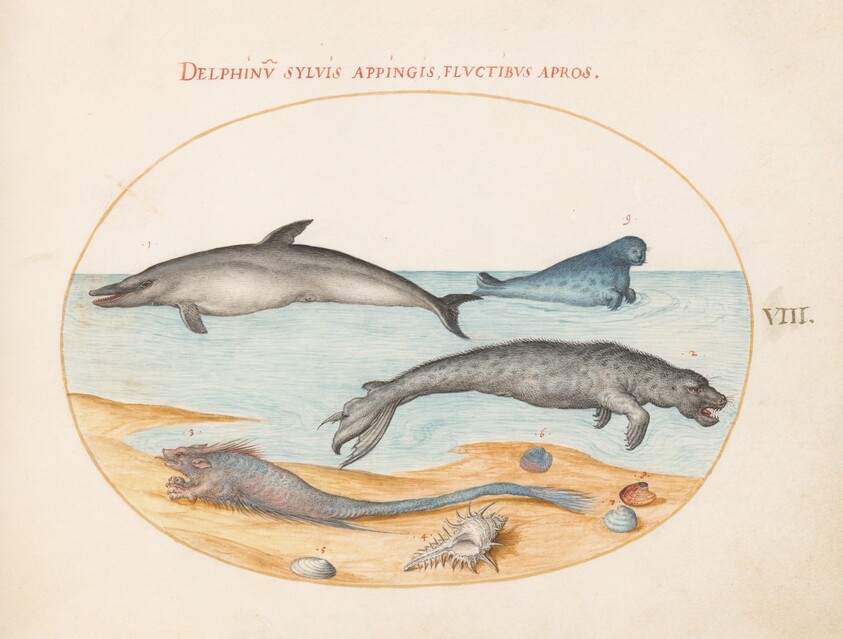 Plate 8: A Dolphin, Two Seals, a Brethmechin, and Shells