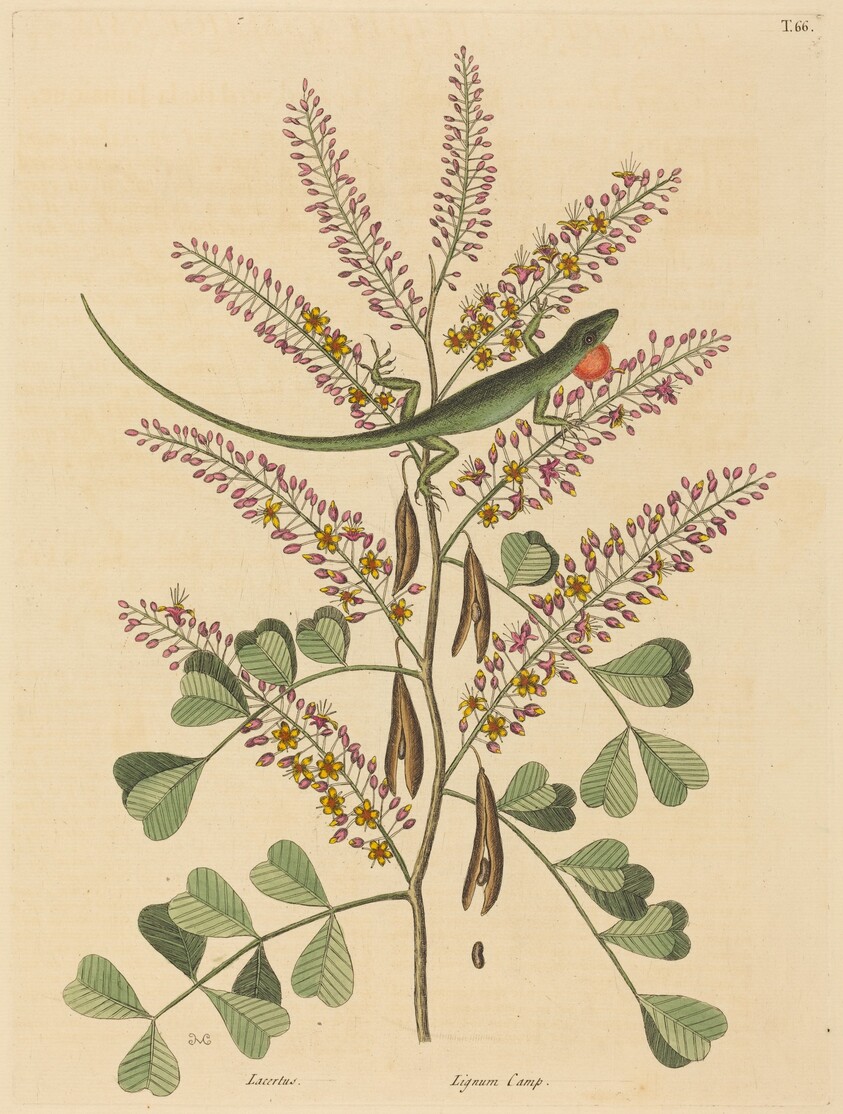 The Green Lizard of Jamaica (Lacerta bullaris)