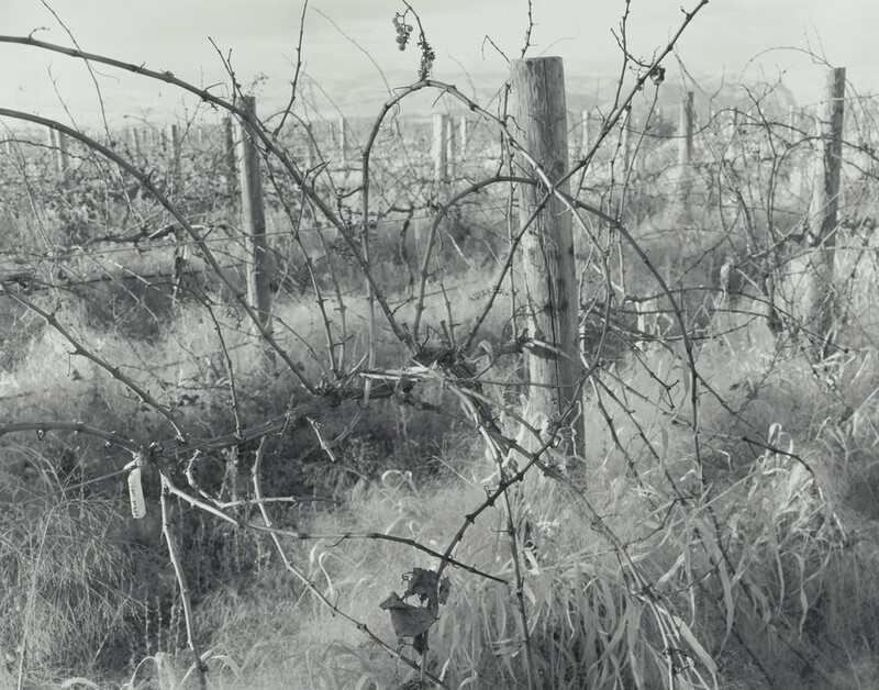 Branches of a grape vine spray out like an asterisk against wire strung between posts in this horizontal black and white photograph. Long, pale grasses create cloud-like banks hiding the feet of the posts and the ground. Rows of posts extend into the distance like a miniature forest.