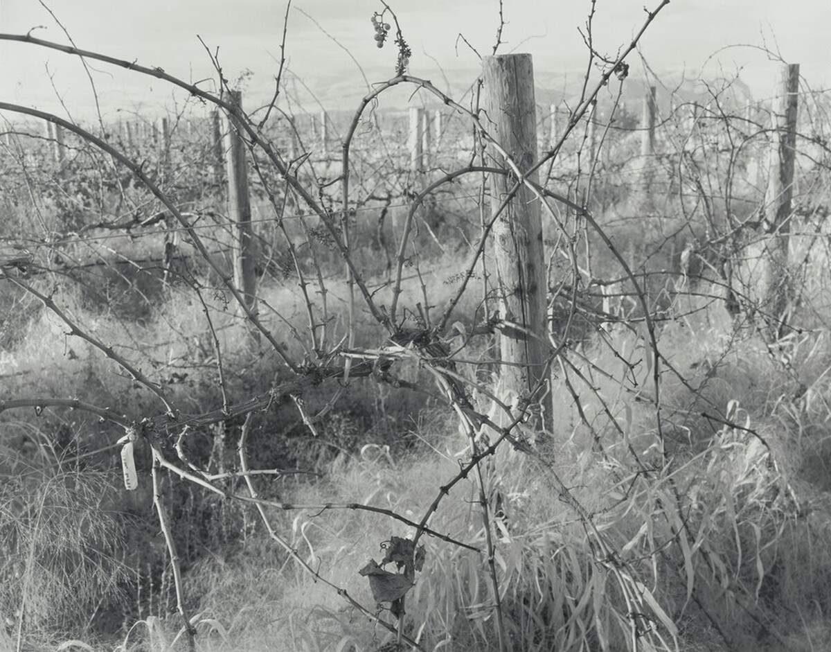 Untitled (Riesling, the Southern Most Ridge)