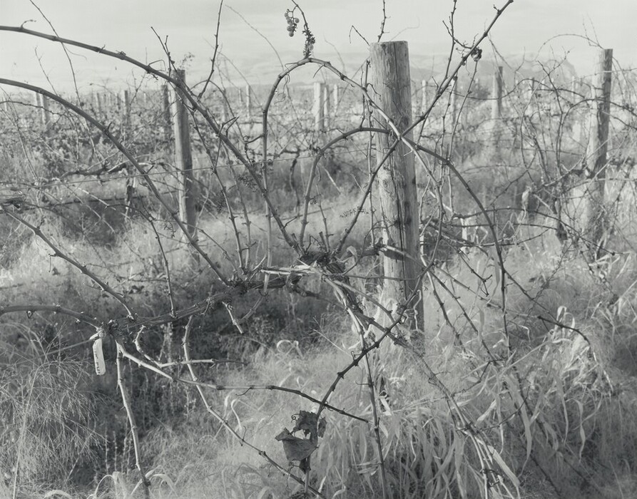 Branches of a grape vine spray out like an asterisk against wire strung between posts in this horizontal black and white photograph. Long, pale grasses create cloud-like banks hiding the feet of the posts and the ground. Rows of posts extend into the distance like a miniature forest.