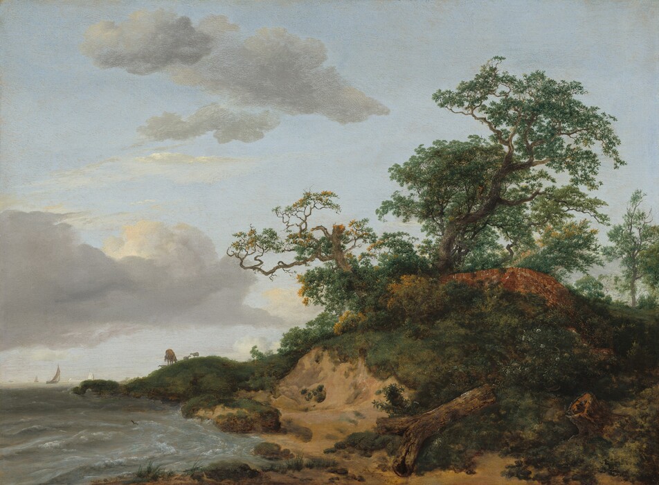Water laps at a curving shoreline in front of a steep sandy dune carpeted in grass, shrubs, and trees in this horizontal landscape painting. The dune takes up the lower right quadrant of the composition. A few broken tree trunks are overgrown with vines and plants across the top and down the sloping side of the dune facing us. A red brick wall cuts through the vegetation up the side of the dune and disappears into the shrubbery at the top. The twisting branches and canopies of three large trees reach into the upper right quadrant of the composition. The vegetation stops abruptly along the sheer edge of the dune where it faces the water. The land curves like a backward capital letter C so it almost reaches the left edge of the painting along the horizon, which comes a quarter of the way up the composition. A cow and three more animals, perhaps sheep or more cows, graze or lie on a grassy mound in the distance, and sailboats line the horizon in the deep distance. White ripples swirl in the steel-blue water. The artist signed and dated the lower center, “J Ruisdael . 1648.”