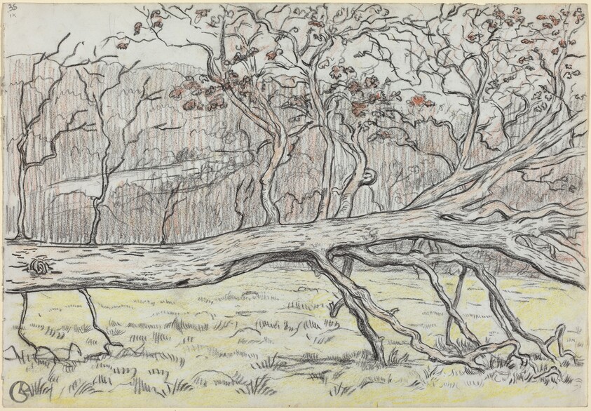 Felled Tree, Normandy