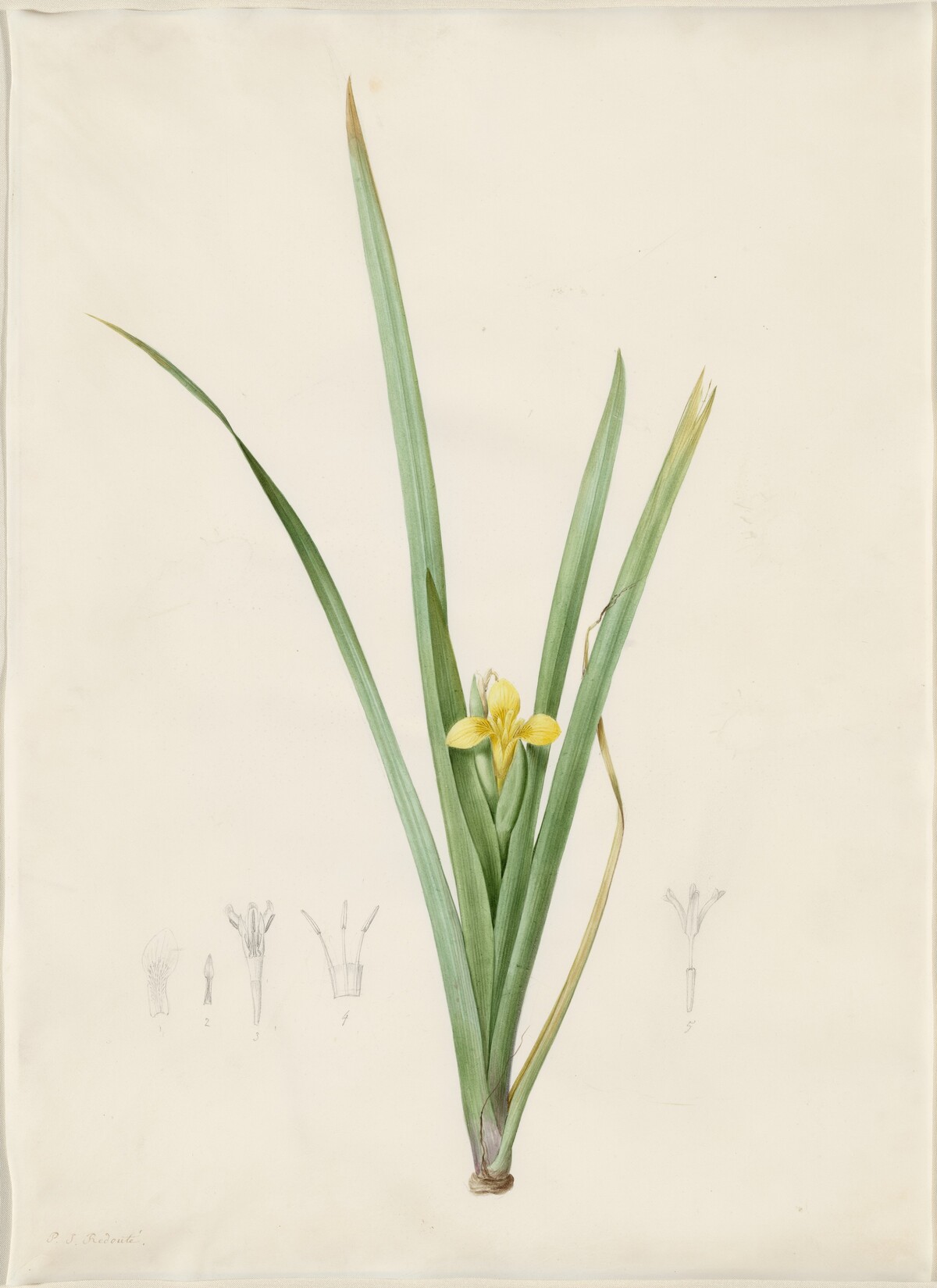Iris curtopetala
