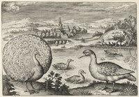 Peacock and Goose, Adriaen Collaert, c. 1600