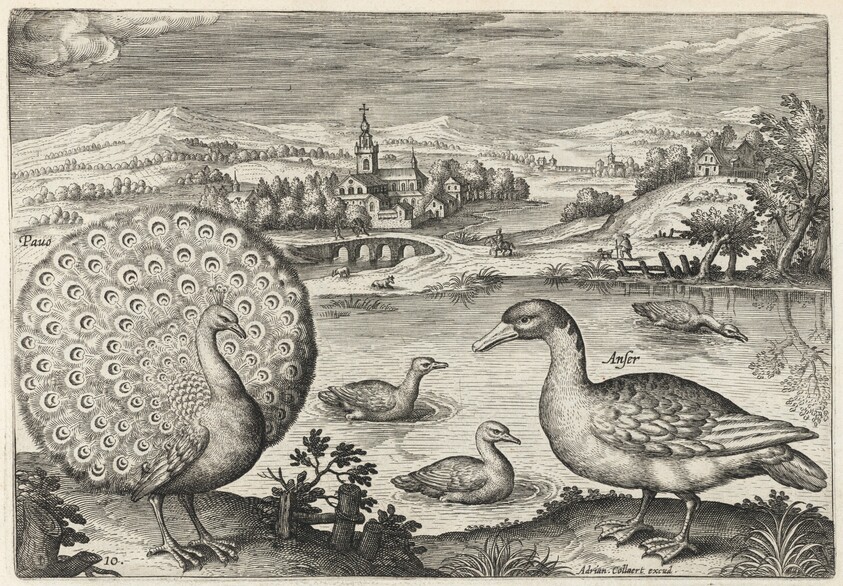 Peacock and Goose